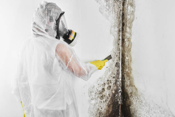 Best Mold Inspection  in Georgetown, GA