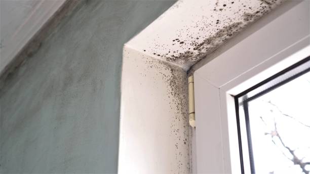 Best Fast Mold Removal  in Georgetown, GA