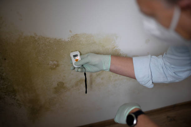 Best Affordable Mold Removal  in Georgetown, GA
