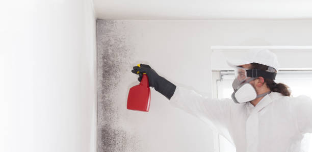 Best Mold Remediation  in Georgetown, GA