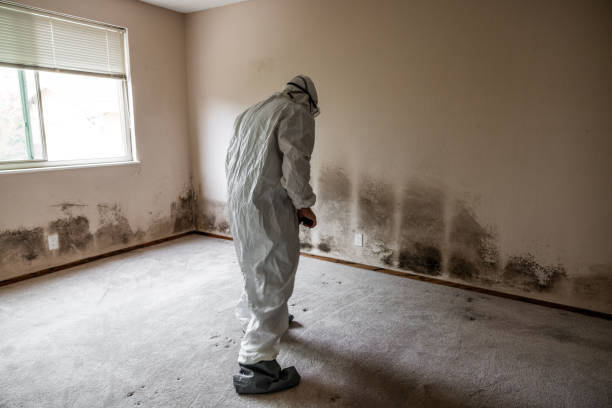 Best Commercial Mold Removal  in Georgetown, GA