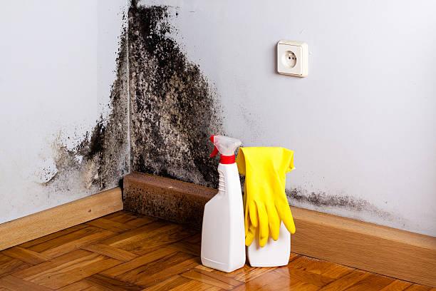Best Fast Mold Removal  in Georgetown, GA