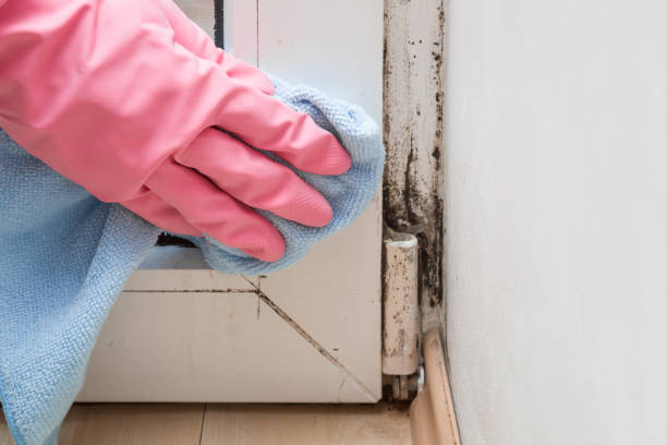 Crawl Space Mold Removal in Georgetown, GA