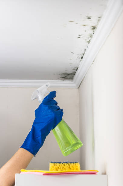 Best Certified Mold Removal  in Georgetown, GA