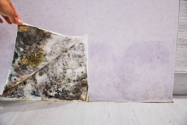 Best Black Mold Removal  in Georgetown, GA